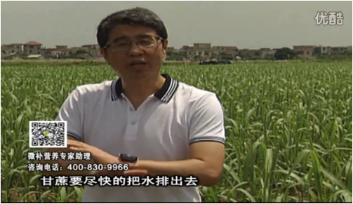 20160620珠江臺(tái)搖錢樹：甘蔗雨多漚根？淋微補(bǔ)根力鈣+精力、噴果力+壯力，促根壯長(zhǎng)、甘蔗起灰好