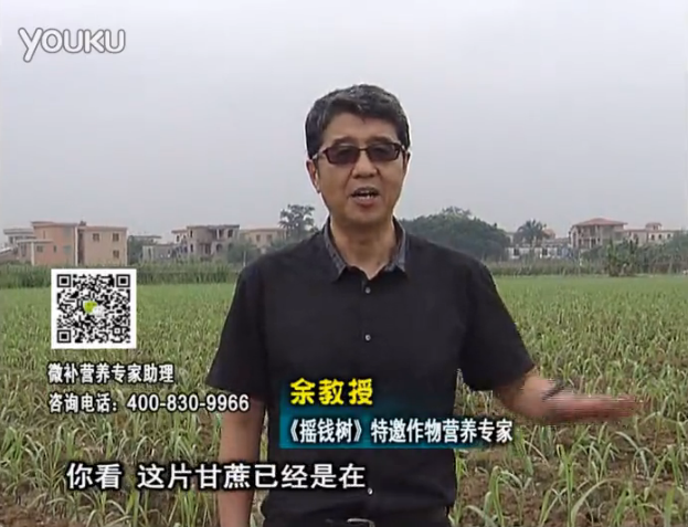 20160530珠江臺(tái)搖錢樹：甘蔗促根壯苗長(zhǎng)勢(shì)好，淋沖微補(bǔ)根力鈣+精力、撒倍力
