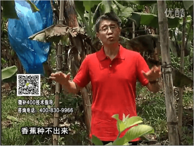 20160725珠江臺(tái)搖錢(qián)樹(shù)：香蕉用微補(bǔ)方案，調(diào)酸防黃化、膨果壯蕉好