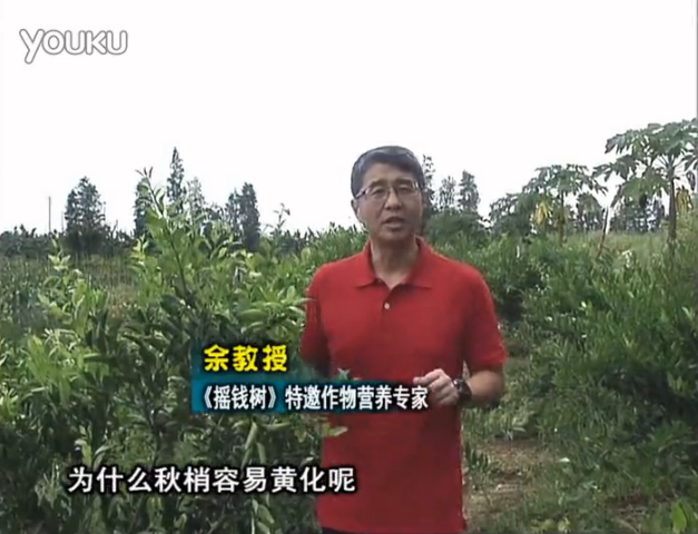 20160725珠江臺(tái)搖錢樹：柑橘淋微補(bǔ)調(diào)力，調(diào)酸預(yù)防秋梢黃化、促進(jìn)果實(shí)膨大