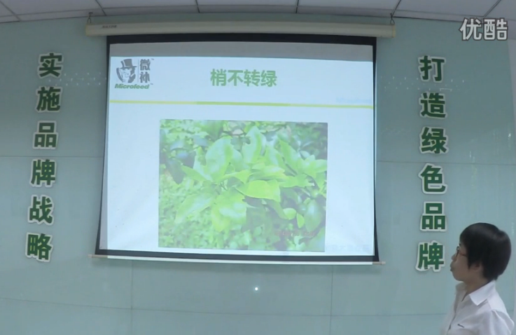 柑橘-預(yù)防秋梢黃、梢不出，如何放梢保樹好？微補(bǔ)講座