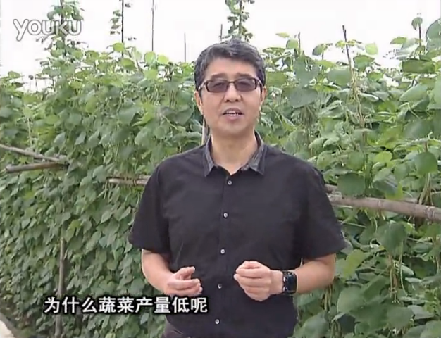 20160502珠江臺搖錢樹：雨水天多蔬菜漚根沒產(chǎn)怎么辦？撒微補倍力，噴花力+果力，提高坐果產(chǎn)量