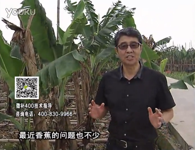 20160502珠江臺(tái)搖錢(qián)樹(shù)：香蕉撒微補(bǔ)倍力、噴果力+碧力，促根保葉、長(zhǎng)勢(shì)快