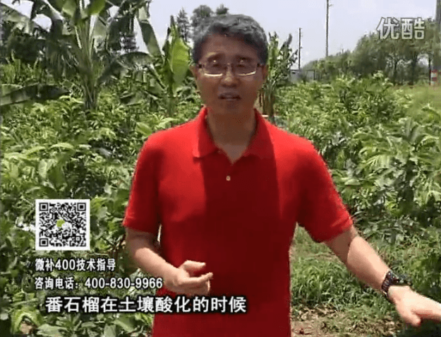 20160808珠江臺(tái)搖錢(qián)樹(shù)：番石榴用微補(bǔ)方案，保葉膨果、增產(chǎn)品質(zhì)高