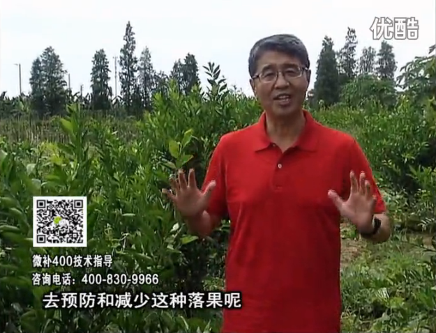 20160808珠江臺(tái)搖錢樹：柑橘噴微補(bǔ)碧力+壯力或蓋力，預(yù)防減少缺鎂落果，果硬膨大好