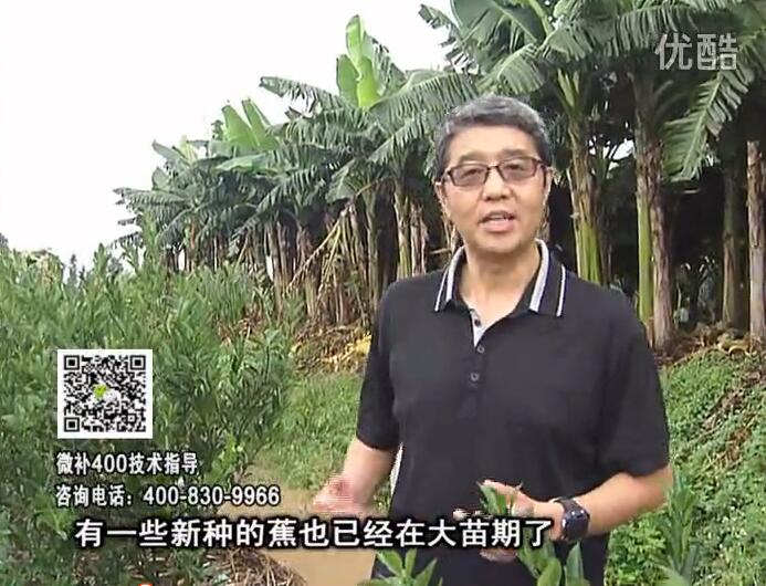 20160919珠江臺搖錢樹：香蕉淋微補根力鈣+沖力或撒倍力，噴果力+碧力，保葉膨蕉壯長