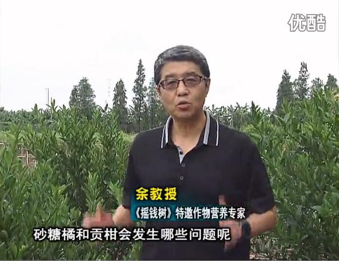 20160919珠江臺(tái)搖錢樹：柑橘用微補(bǔ)方案，減少秋梢落果裂果，保樹膨果好