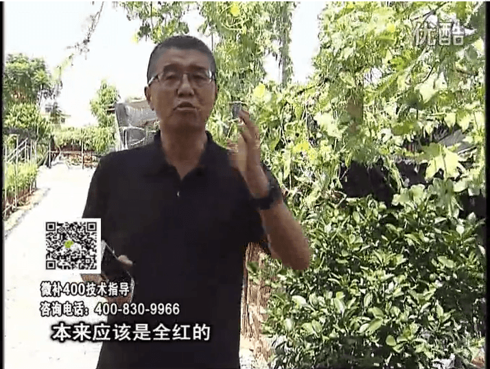珠江臺搖錢樹：柑橘著色葉噴紅果力，著色均勻增甜增重