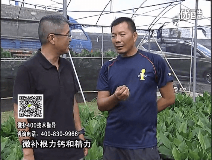 珠江臺(tái)搖錢樹：盆栽綠植澆施微補(bǔ)根力鈣+精力，促根多長(zhǎng)勢(shì)青綠