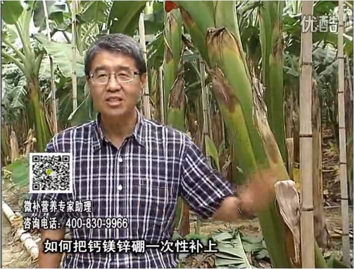 20161121珠江臺搖錢樹：香蕉撒施微補倍力，促根壯長、預(yù)防黃葉、提高產(chǎn)量