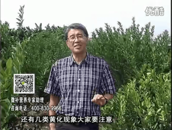 20161121珠江臺搖錢樹：柑橘黃化土酸根差是關鍵，澆施微補根力鈣+精力促根保樹
