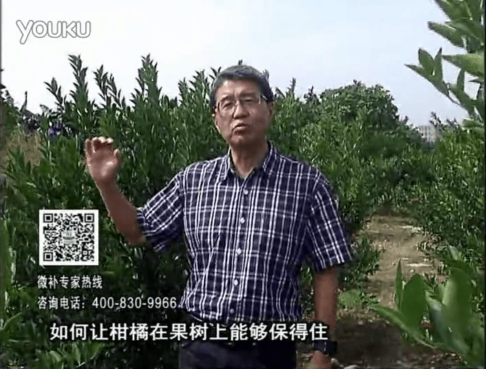 20161128珠江臺搖錢樹：柑橘噴微補蓋力、碧力，低溫抗凍，果掛得住，預防減少采前落果