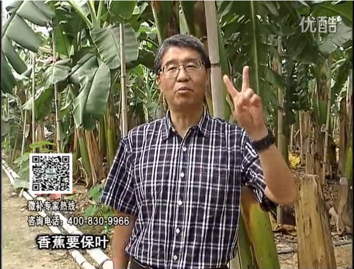 20161128珠江臺搖錢樹：香蕉用微補方案，預(yù)防減少黃葉、抽蕾膨蕉好