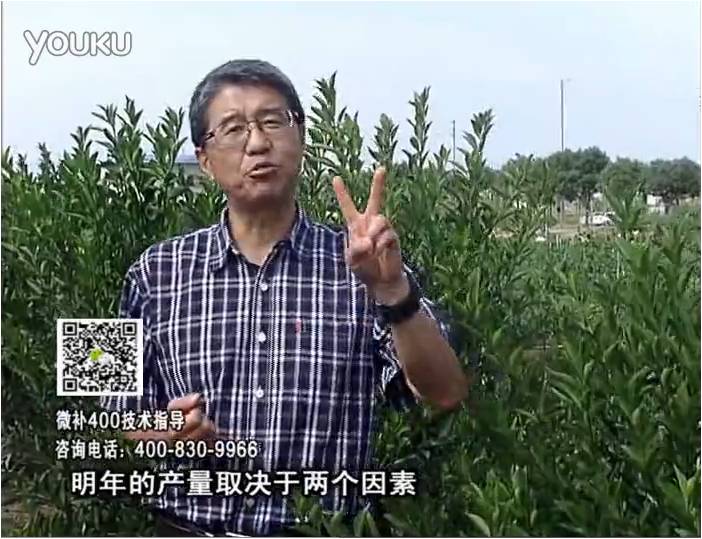 20161205珠江臺搖錢樹：柑橘噴施微補花力+碧力、下因迪樂有機肥，促花恢復長勢好