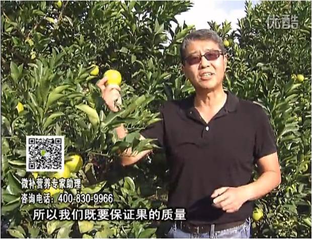 20161212珠江臺搖錢樹：紅江橙淋微補根力鈣+沖力，噴紅果力，樹勢壯，果品質好