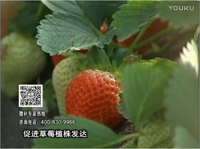 20161219珠江臺搖錢樹：草莓如何壯長、果大品質(zhì)高？