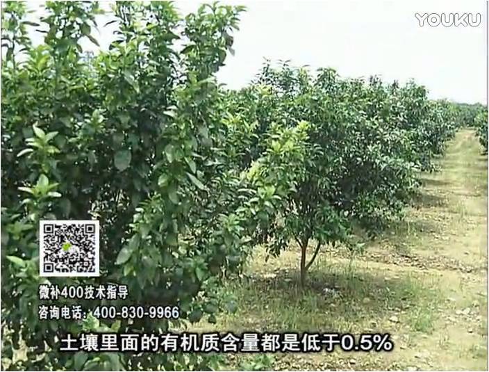 20161226珠江臺搖錢樹：柑橘噴微補蓋力防霜凍果、采后促花恢復樹勢撒微補倍力+有機肥