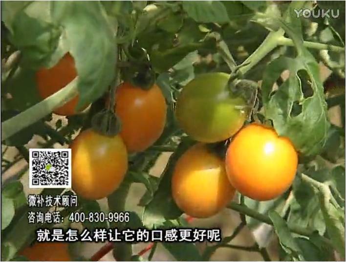 20170102珠江臺搖錢樹：番茄臍腐病、裂果、抗凍如何做？澆施微補根力鈣+精力，葉噴微補葉面肥