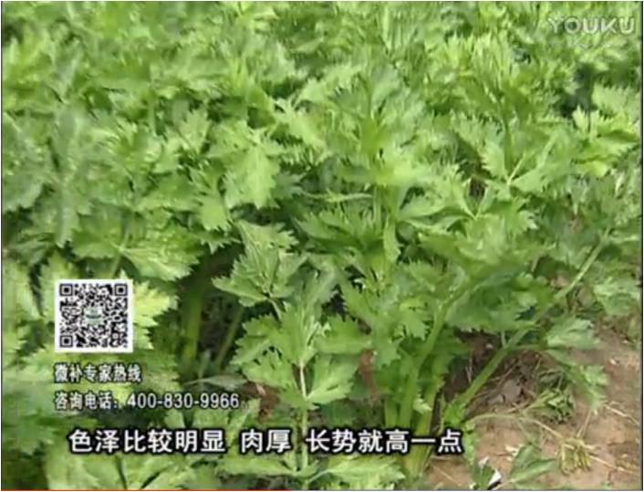 20170109珠江臺搖錢樹：葉菜如何種？長勢好又高產(chǎn)！
