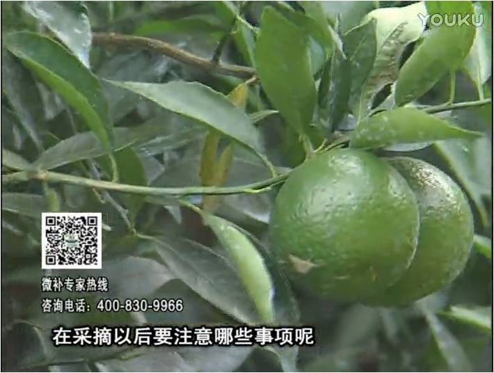 20170109珠江臺搖錢樹：新會柑用微補方案，保樹好，果品質高，年年有收獲