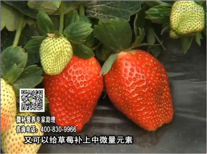 20170123珠江臺(tái)搖錢樹：草莓用微補(bǔ)方案，促根苗壯、開花坐果好