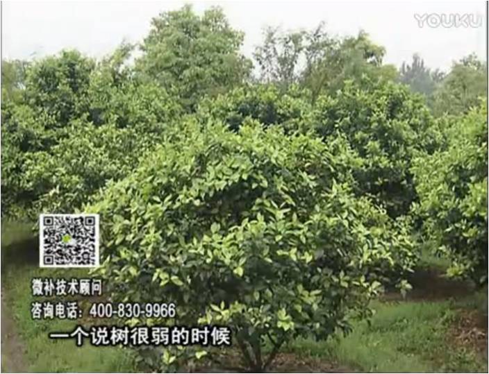 20170206珠江臺搖錢樹：柑橘用微補方案，壯樹促花壯花好