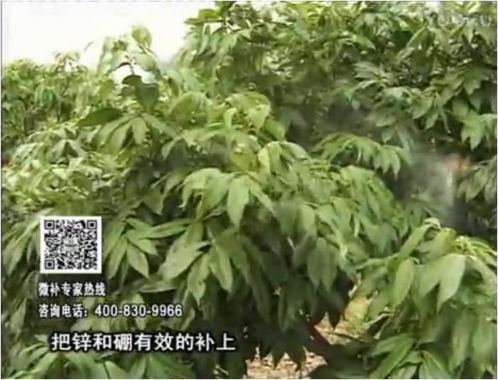 20170213珠江臺搖錢樹：荔枝噴施微補花力+硼力，補充鋅硼健壯來花