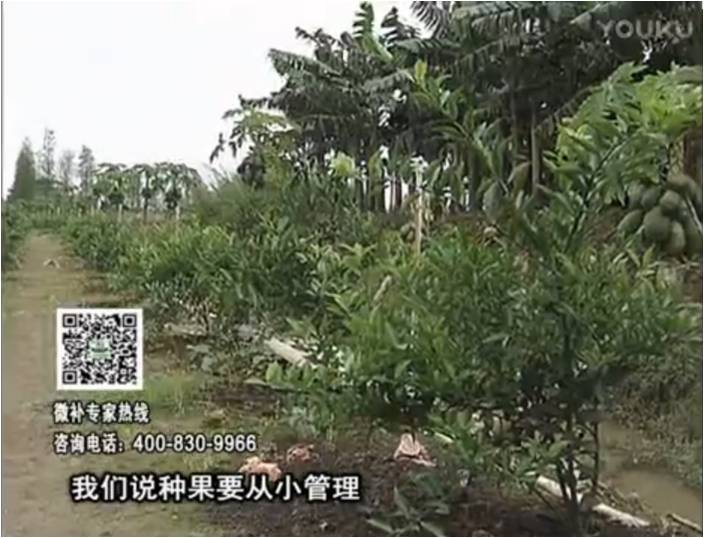 20170213珠江臺搖錢樹：柑橘小樹用微補方案，促根保樹好