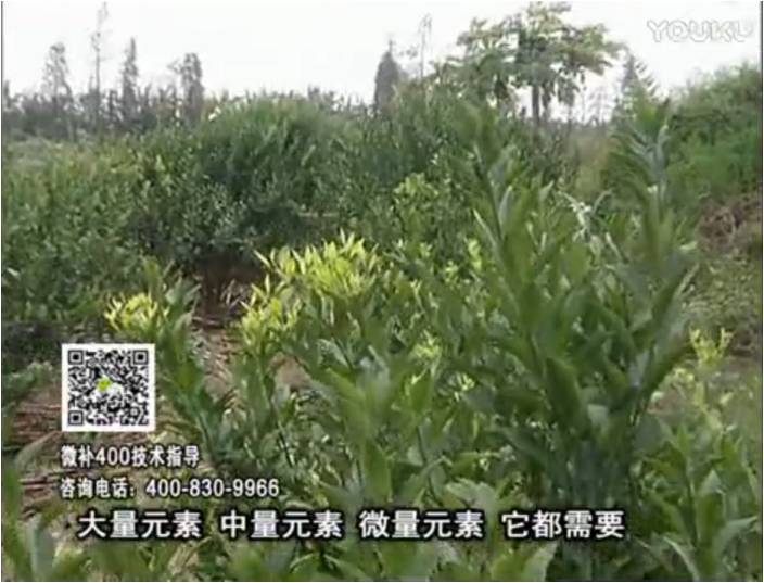 珠江臺搖錢樹：柑橘噴施微補花力+硼力，補充鋅硼健壯來花，利坐果