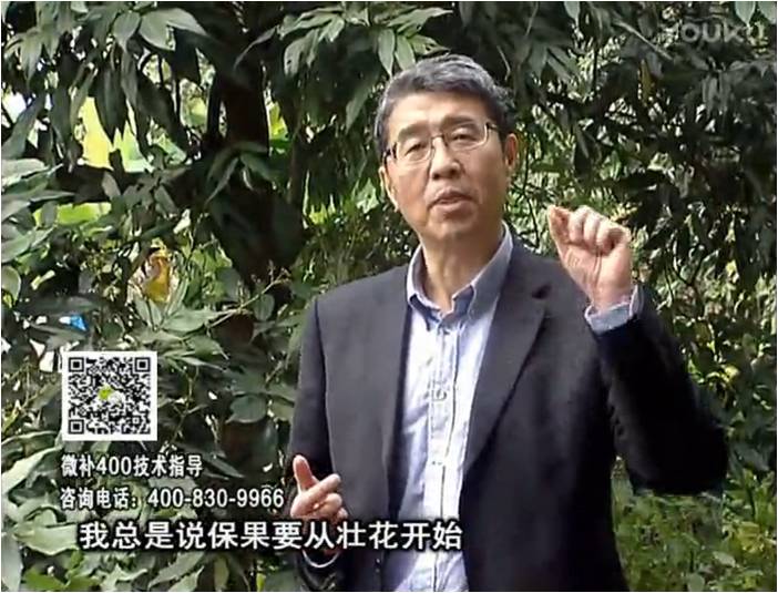 珠江臺搖錢樹：荔枝來花少更要做好壯花，提高坐果，葉噴微補花力+硼力，補鋅