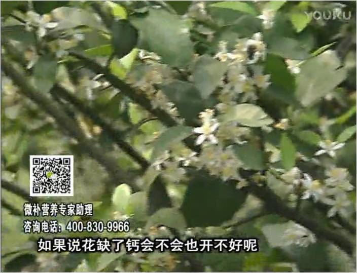珠江臺搖錢樹：柑橘淋微補根力鈣+精力，促根壯春梢，花壯利坐果