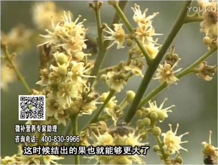 珠江臺搖錢樹：龍眼淋沖微補根力鈣+沖力鎂，促根保樹