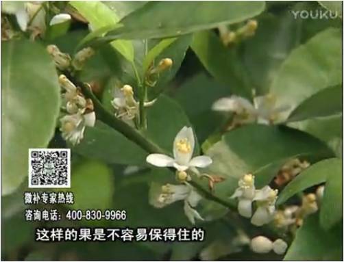 20170313珠江臺搖錢樹：柑橘淋沖微補根力鈣+精力，噴微補花力+硼力，來花健壯，預防減少弱花畸形花
