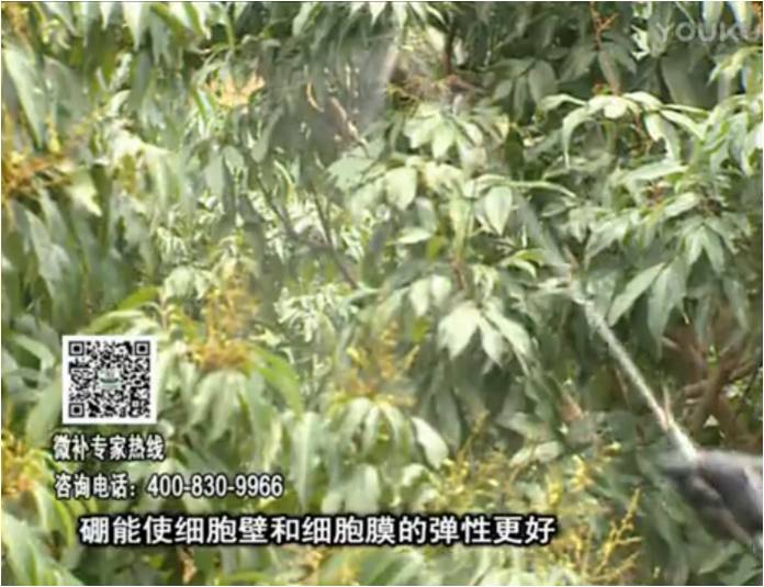 20170313珠江臺搖錢樹：荔枝噴微補果力+硼力，保果好
