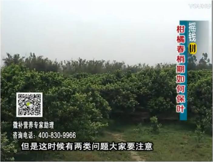 20170327珠江臺搖錢樹：柑橘預防春梢不轉綠，撒微補倍力、淋沖力鎂
