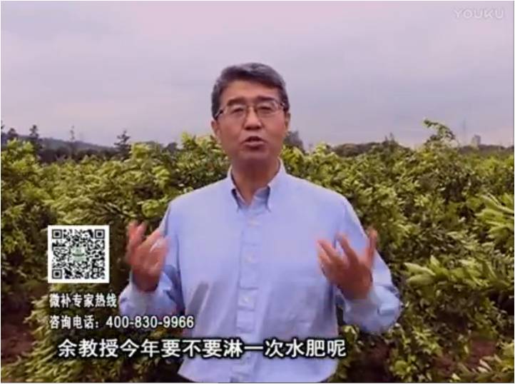 20170424珠江臺搖錢樹：柑橘樹弱保果難度大，淋沖微補根力鈣+精力+精華粉，保樹保果好