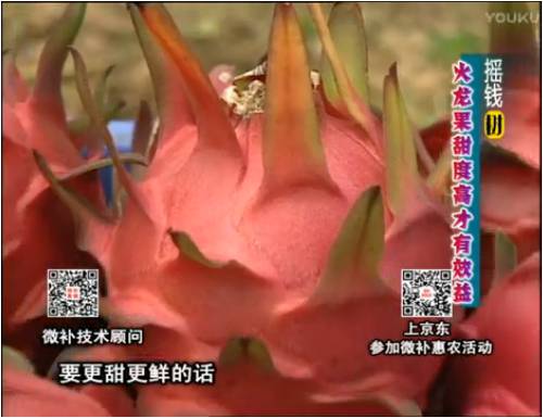 20170417珠江臺搖錢樹：火龍果用微補方案，開花坐果好，提高品質(zhì)