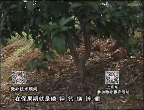 20170417珠江臺搖錢樹：柑橘噴施微補果力+硼力+精華粉，保果好，果青綠