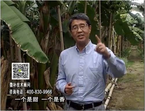 20170327珠江臺搖錢樹：香蕉噴施微補果力+碧力+壯力、撒微補倍力，提高品質(zhì)、同時減肥提產(chǎn)