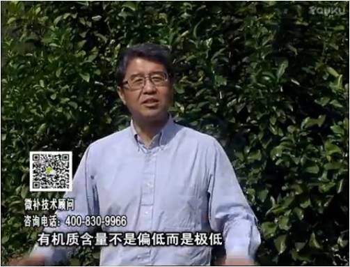 20170327珠江臺搖錢樹：撒施因迪樂有機肥、用因迪樂有機精華粉，調酸增加果地有機質