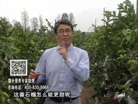 20170327珠江臺搖錢樹：番石榴噴施微補果力+壯力，補充磷鉀鈣鎂等，促進(jìn)果甜品質(zhì)高