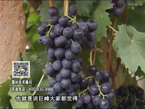 20170501珠江臺(tái)搖錢樹：葡萄用微補(bǔ)方案，品質(zhì)高，賣價(jià)好