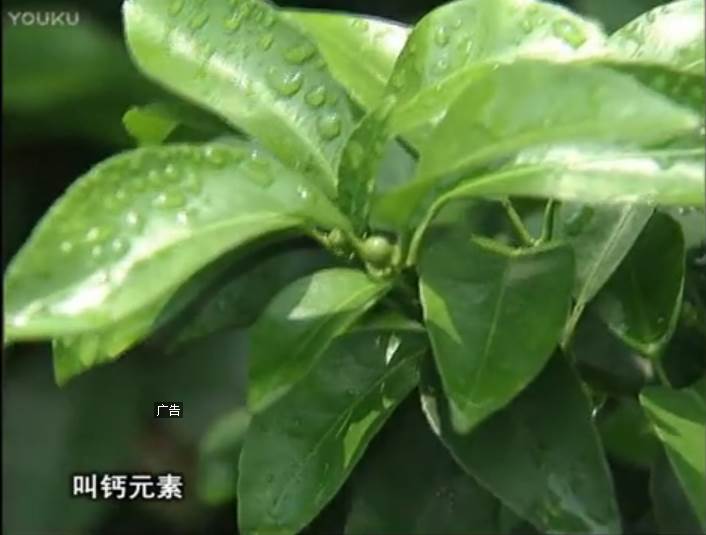 20170508珠江臺搖錢樹：柑橘澆施微補根力鈣，補鈣，促根健壯長勢