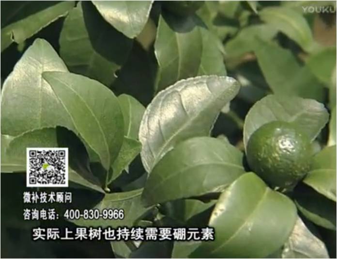 20170529珠江臺搖錢樹：貢柑蜜柚噴施微補蓋力+硼力，預防減少缺硼鈣裂果