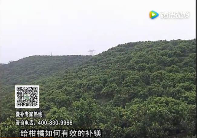 20170522珠江臺搖錢樹：柑橘落果黃葉是缺鎂？