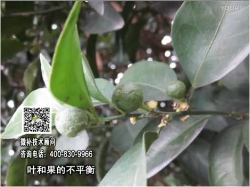 20170501珠江臺搖錢樹：柑橘噴施微補果力+碧力、淋根力鈣+沖力鎂，穩(wěn)果少落果，促根壯長勢