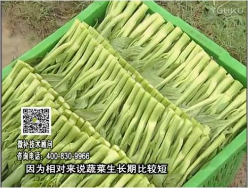 20170306珠江臺搖錢樹：蔬菜澆施微補根力鈣+精力，提高蔬菜長勢，減少病害，提高收益