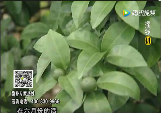 珠江臺搖錢樹：柑橘樹如何調(diào)酸保葉？