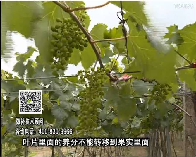 20170717珠江臺搖錢樹：果實補鈣充足，噴施螯合鈣+精華液+保葉素，品質(zhì)高、耐存儲