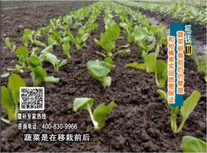 20170814珠江臺(tái)搖錢樹：蔬菜澆施微補(bǔ)，調(diào)酸促根，健壯長(zhǎng)勢(shì)